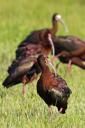 WFIS00037-White-faced-Ibis