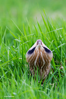 American Bittern - AB00782