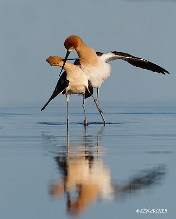AVCT01099 American Avocet