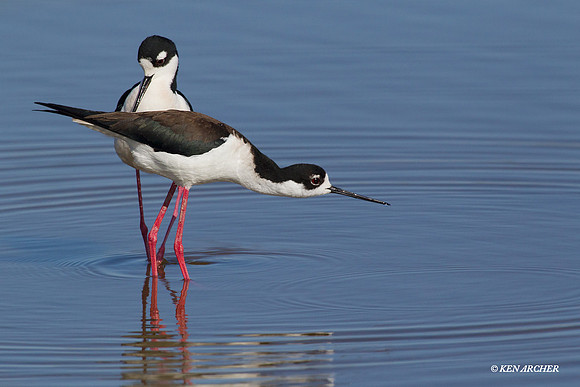 BNST00720 Black-necked Stilt