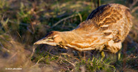 American Bittern - AB00708