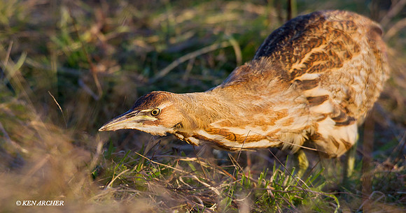 American Bittern - AB00708