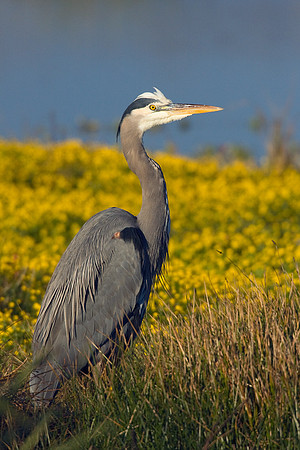 GBHN00285-Great-Blue-Heron