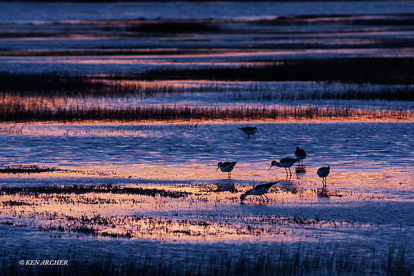 BNST00629 Black-necked Stilt