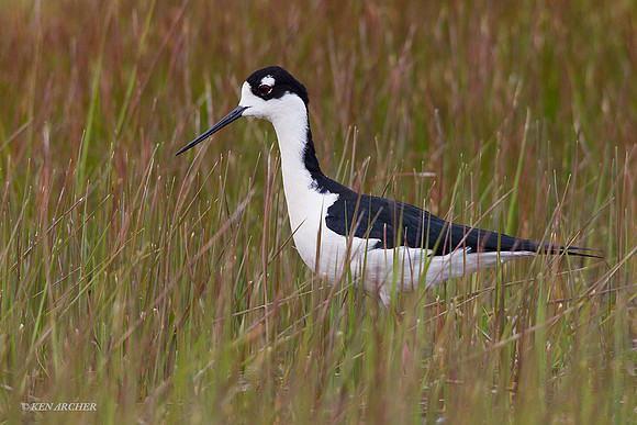 BNST00677 Black-necked Stilt