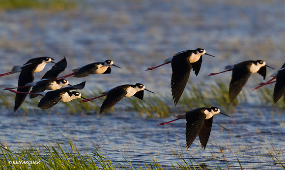 Black-necked Stilt - BNST01133