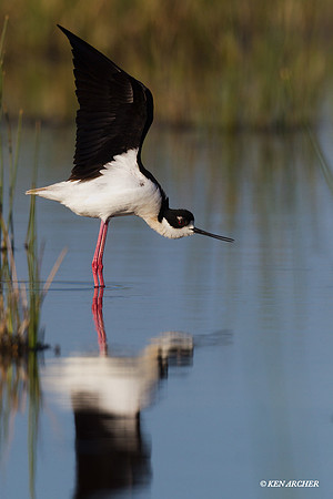 BNST00768 Black-necked Stilt