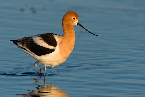 AVCT00002-American-Avocet
