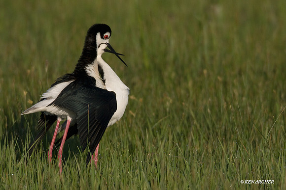 BNST00416 Black-necked Stilt