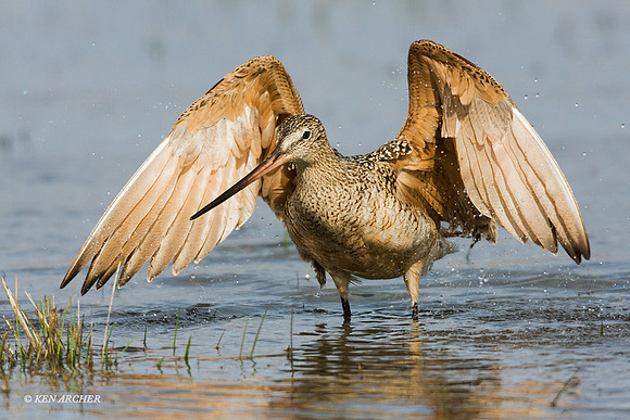 MDGW00031 - Marbled Godwit