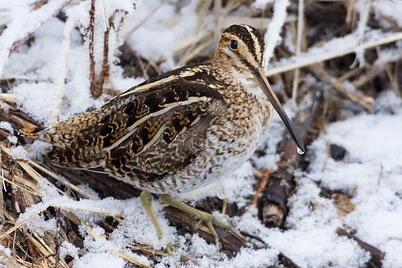 SNP00044-Snipe