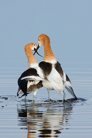 AVCT00516-American-Avocet