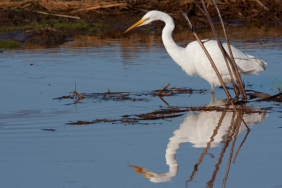 GE00268 Great Egret