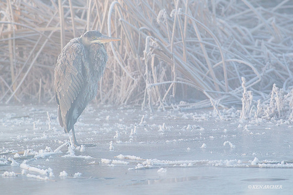 GBHN00981 Great Blue Heron