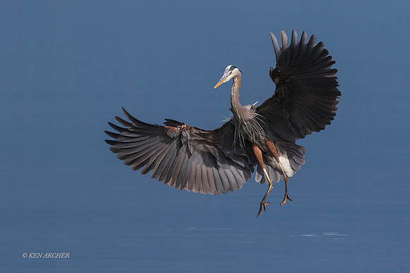 GHH00857 - Great Blue Heron
