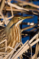 AB00488-American-Bittern