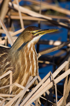 AB00488-American-Bittern