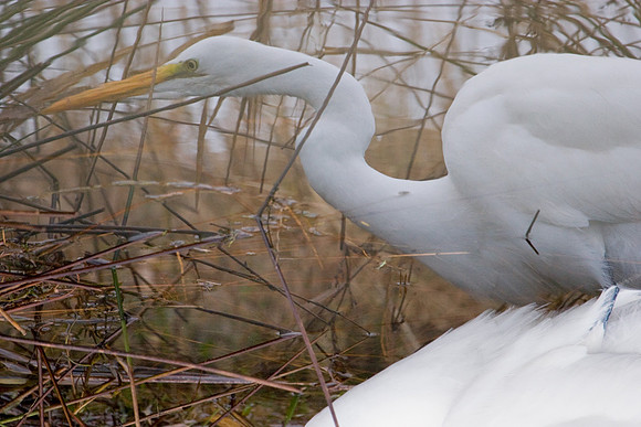 GE00085-Great-Egret
