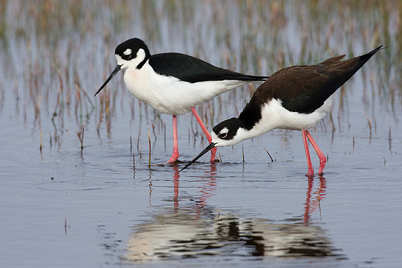 BNST00520-Black-necked-Stilt