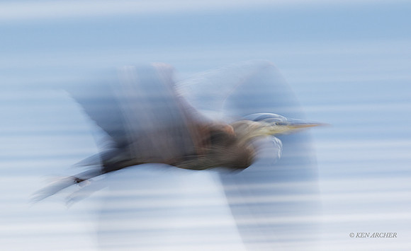 GHH01028 - Great Blue Heron