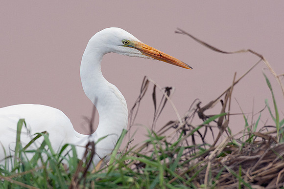 GE00217-Great-Egret