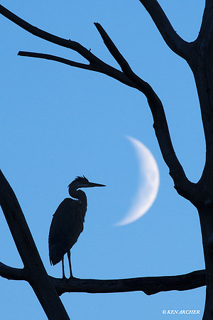 GBHN00142 Great Blue Heron