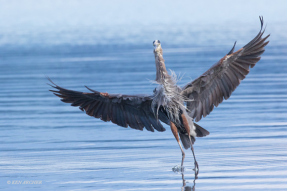 GHH00585 - Great Blue Heron