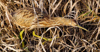 American Bittern - AB00663