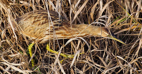 American Bittern - AB00663