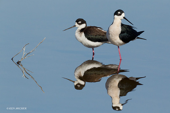 BNST00879 Black-necked Stilt