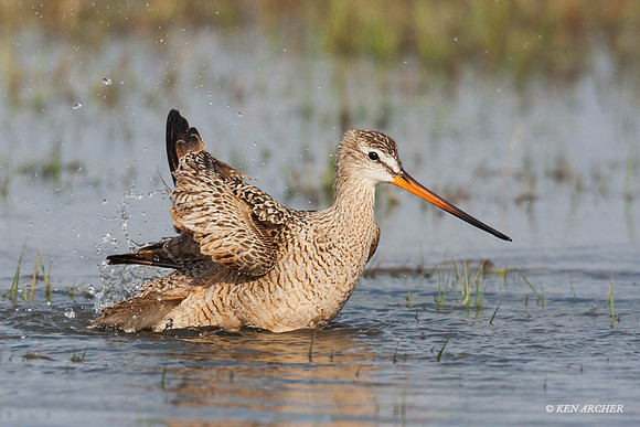 MDGW00054 - Marbled Godwit