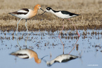 American Avocet, Black-necked Stilt - MSSB00053