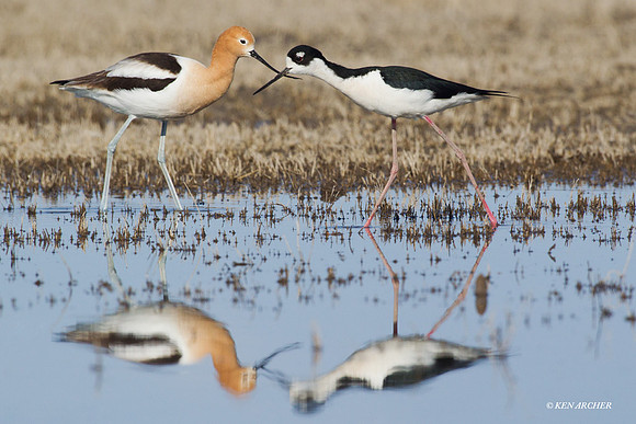 American Avocet, Black-necked Stilt - MSSB00053