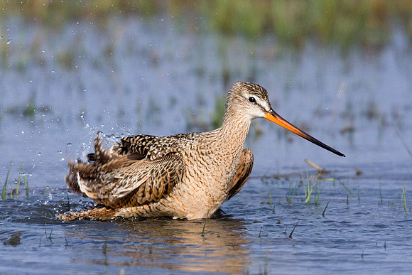 MDGW00055-Marbled-Godwit