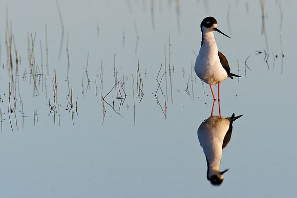 BNST00100-Black-necked-Stilt