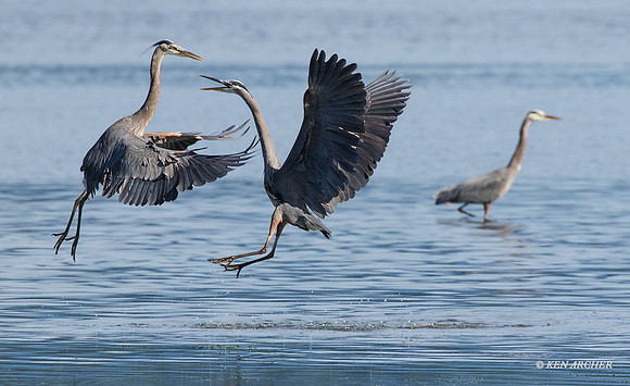 GHH00820 - Great Blue Heron