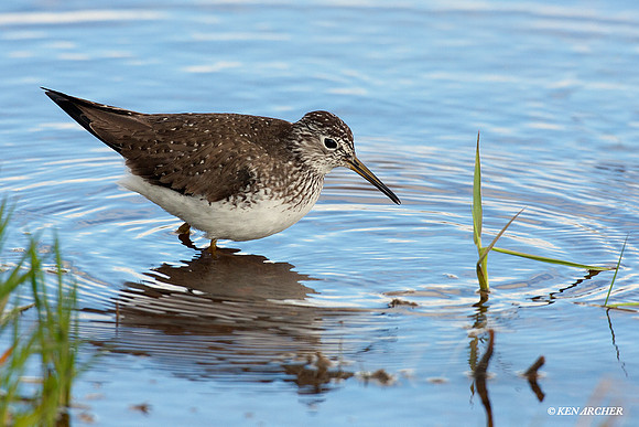 SYSP00075 Solitary Sandpiper