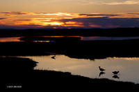 AVCT01840 American Avocet