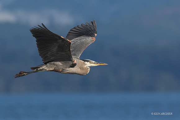 GHH00758 - Great Blue Heron