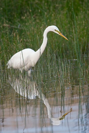GE00071-Great-Egret