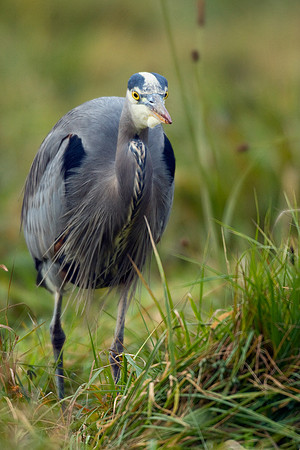 GBHN00060-Great-Blue-Heron