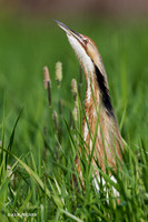 American Bittern - AB00727