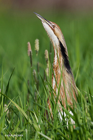 American Bittern - AB00727