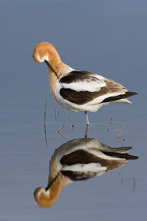 AVCT00619-American-Avocet