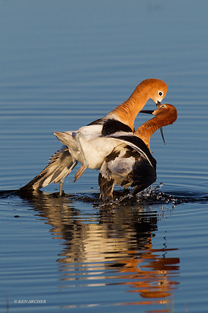 AVCT01650 American Avocet