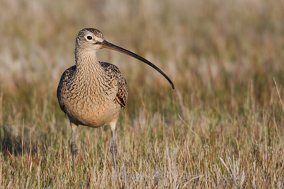 CRLW00200-Curlew