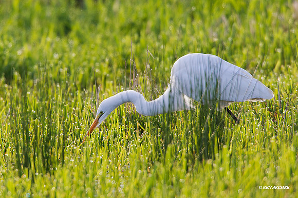 GE00751 - Great Egret