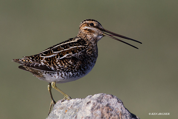 SNP00151 Snipe