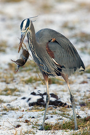 GBHN00347-Great-Blue-Heron