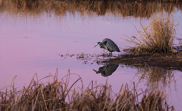 GBHN01762 - Great Blue Heron